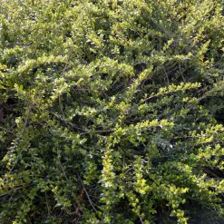 Chèvrefeuille arbustifs MossGreen - Un tapis vert toute l'année