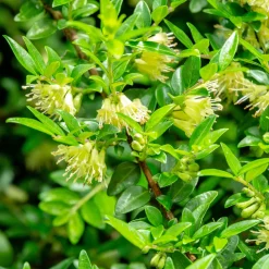 Chèvrefeuille arbustifs MossGreen - Un tapis vert toute l'année