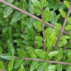 Chèvrefeuille arbustifs MossGreen - Un tapis vert toute l'année