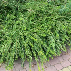 Chèvrefeuille à cupule - Un tapis vert toute l'année