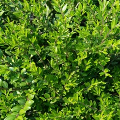 Chèvrefeuille à cupule - Un tapis vert toute l'année