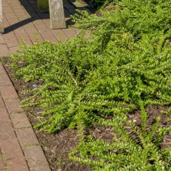 Chèvrefeuille à cupule - Un tapis vert toute l'année