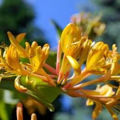 Chèvrefeuille de Henry 'Copper Beauty' - Un mur vert toute l'année