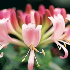 Chèvrefeuille des bois Serotina - Un mur qui embaume l'été