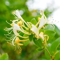 Chèvrefeuille du Japon Halliana - Un parfum qui envahit le soir