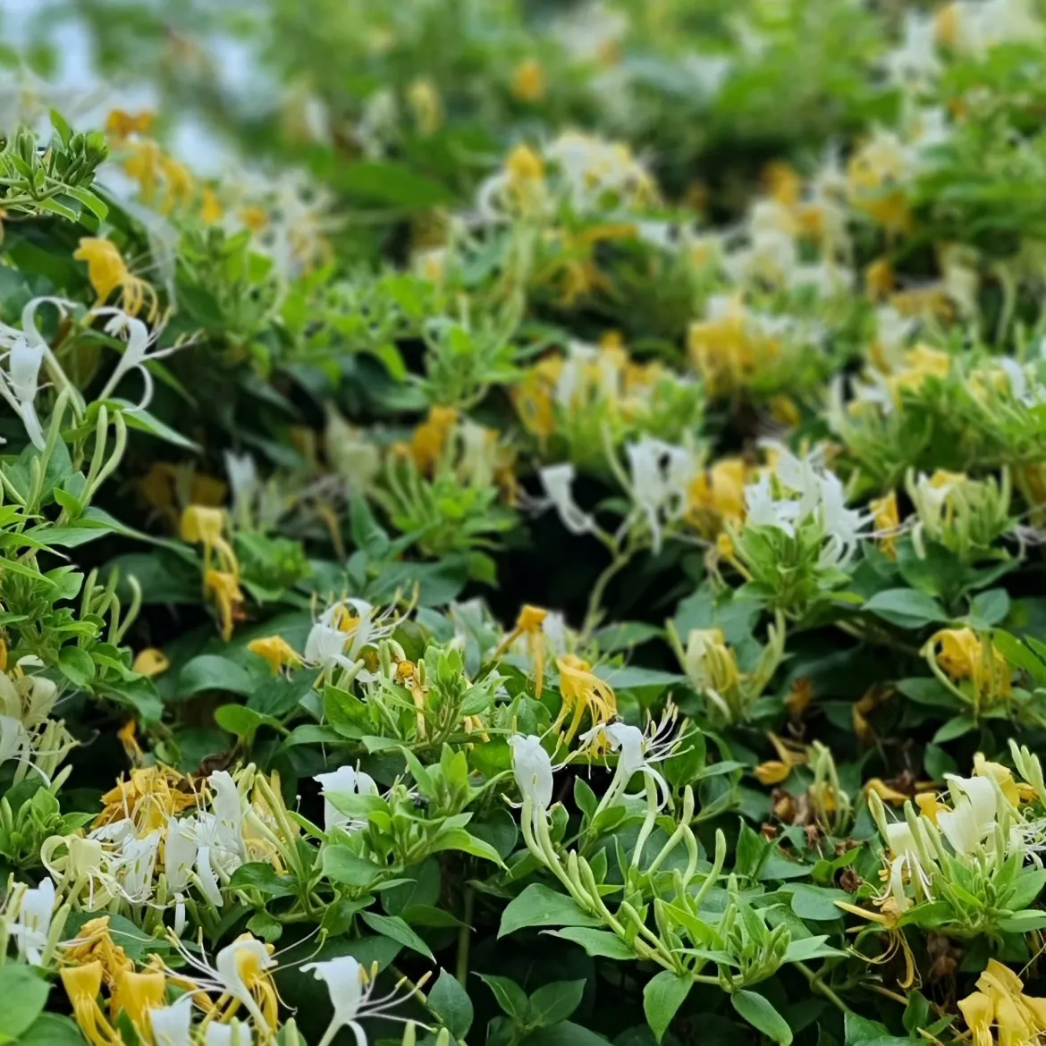 Chèvrefeuille du Japon Halliana - Un parfum qui envahit le soir