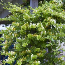 Chèvrefeuille du Japon Halliana - Un parfum qui envahit le soir