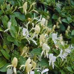 Chèvrefeuille du Japon Halliana - Un parfum qui envahit le soir