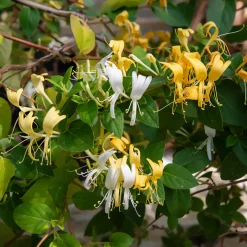 Chèvrefeuille du Japon Hall's Prolific - Un mur fleuri et parfumé