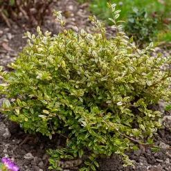 Chèvrefeuille à feuille de buis Lemon Beauty - Feuillage doré toute l'année