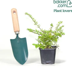 Chèvrefeuille à feuilles de buis 'Maigrün' - La haie verte sans effort