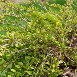 Chèvrefeuille à feuilles de buis 'Maigrün' - La haie verte sans effort