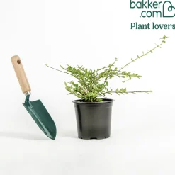 Chèvrefeuille à feuilles de buis 'Maigrün' - La haie verte sans effort