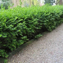 Chèvrefeuille à feuilles de buis 'Maigrün' - La haie verte sans effort