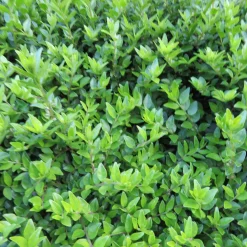 Chèvrefeuille à feuilles de buis 'Maigrün' - La haie verte sans effort