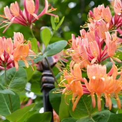 Chèvrefeuille grimpant American Beauty - Une pergola fleurie et parfumée