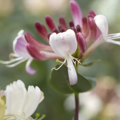 Chèvrefeuille grimpant des bois Belgica - Le parfum qui habille vos murs