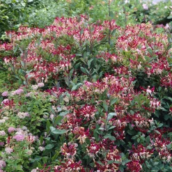 Chèvrefeuille grimpant des bois Belgica - Le parfum qui habille vos murs