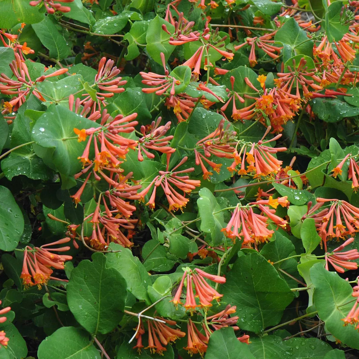 Chèvrefeuille grimpant 'Dropmore Scarlet' - Un mur de fleurs rouges