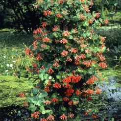 Chèvrefeuille grimpant 'Dropmore Scarlet' - Un mur de fleurs rouges