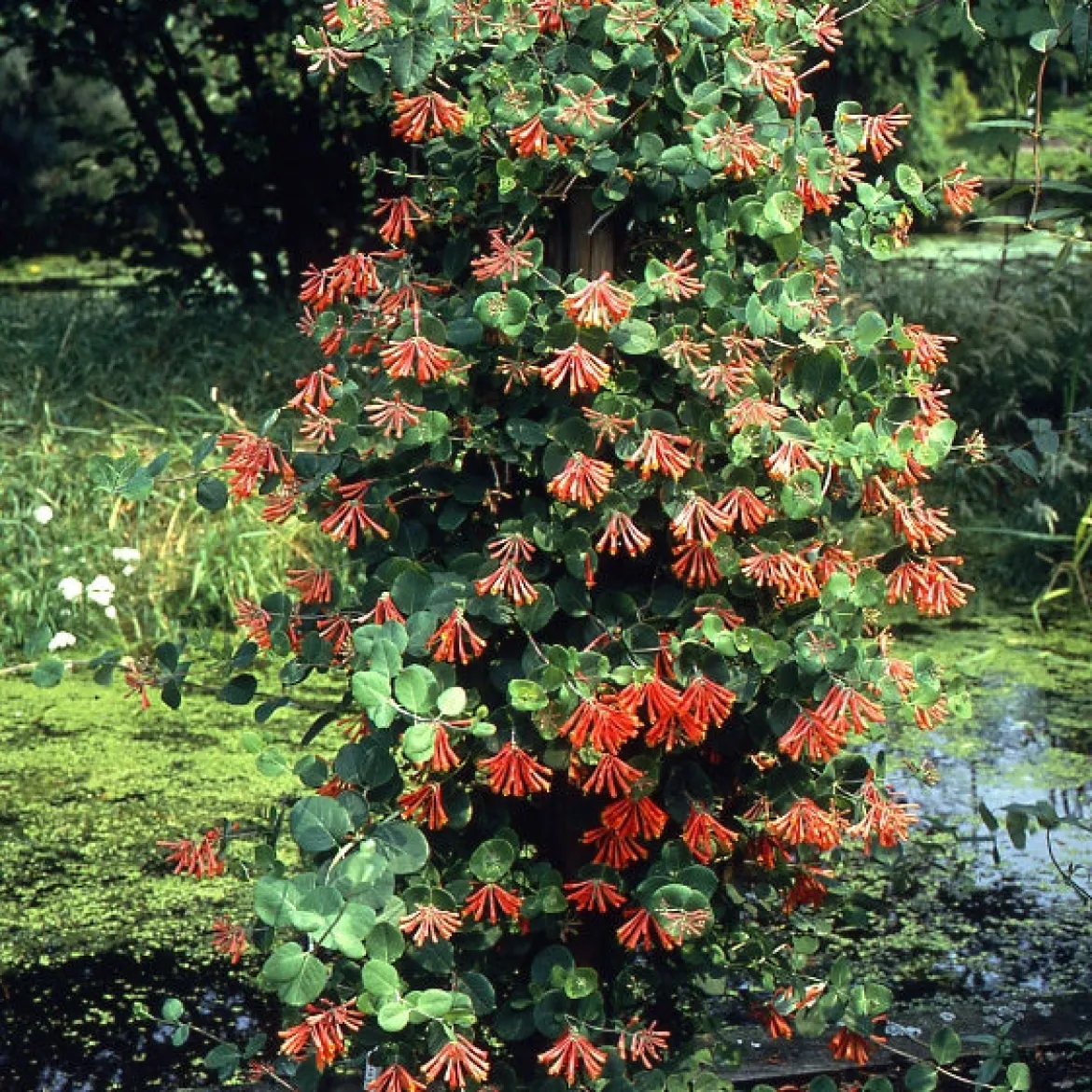 Chèvrefeuille grimpant 'Dropmore Scarlet' - Un mur de fleurs rouges