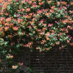 Chèvrefeuille grimpant Goldflame - Un mur parfumé tout l'été