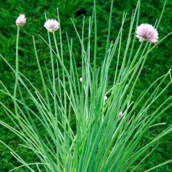 Ciboulette bio - Fraîche et prête à couper