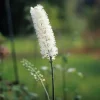Cierge d'argent Bugbane - Illumine les coins ombragés