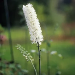 Cierge d'argent Bugbane - Illumine les coins ombragés