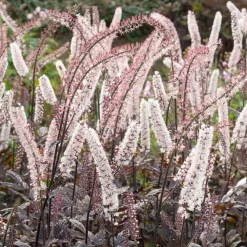 Cierge d'argent Pink Spike - L'automne en fleurs et parfumé