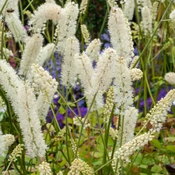 Cierge d'argent White Pearl - Fleurs parfumées à l'automne
