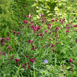 Cirse des ruisseaux - Un chardon chic qui dure