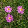 Ciste de Crète - Fleurs froissées tout l'été