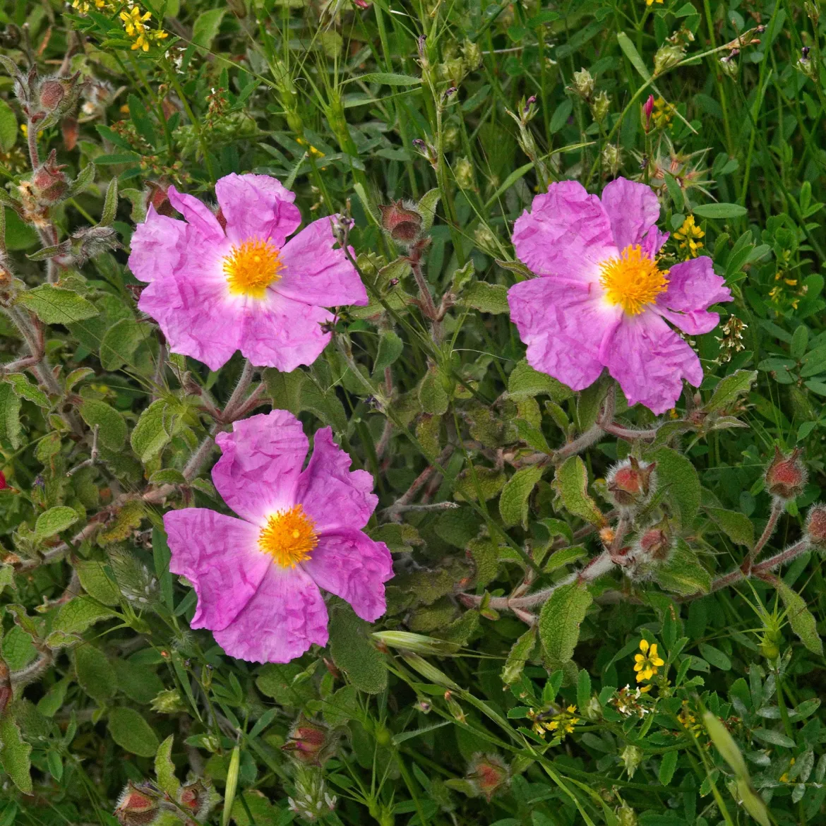 Ciste de Crète - Fleurs froissées tout l'été