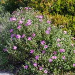 Ciste de Crète - Fleurs froissées tout l'été