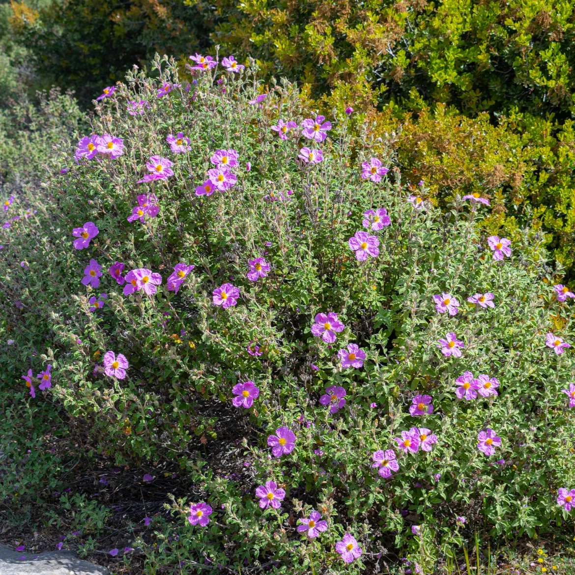 Ciste de Crète - Fleurs froissées tout l'été