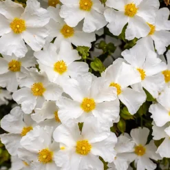 Ciste des Corbières - Fleurit sans arrosage