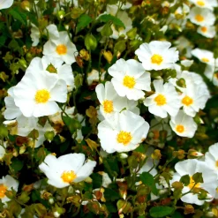 Ciste des Corbières - Fleurit sans arrosage