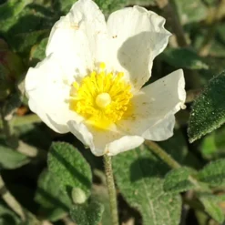 Ciste obtusifolius - Fleurit sans arrosage