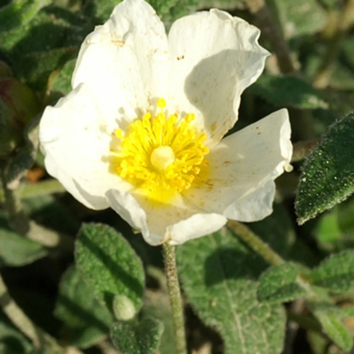 Ciste obtusifolius - Fleurit sans arrosage