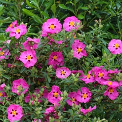 Ciste pourpre - Fleurs de soie au soleil