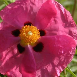 Ciste pourpre - Fleurs de soie au soleil