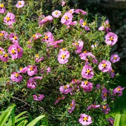 Ciste pourpre - Fleurs de soie au soleil