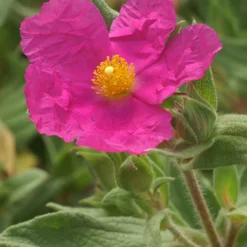 Ciste pulvérulent - Fuchsia éclatant sans arrosage