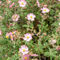 Ciste Silver Pink - Fleurit sans arrosage