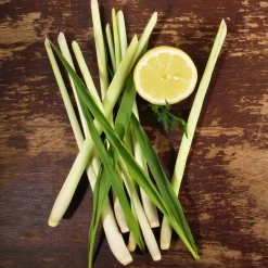 Citronnelle - Récolte parfumée facile
