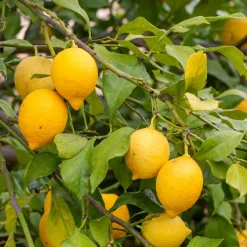 Citronnier - Citrus limon - Vos citrons maison toute l'année
