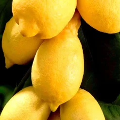 Citronnier - Citrus limon - Vos citrons maison toute l'année