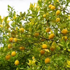 Citronnier - Citrus limon - Vos citrons maison toute l'année