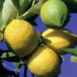 Citronnier des 4 saisons - Des citrons toute l'année